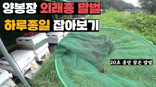 다시 전성기 찾아버린 등검은말벌 하루종일 몇마리 오는지 확인하기 [upl. by Sunev]