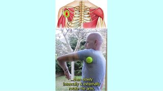 How to release Rotator Cuff Muscles Trigger Points [upl. by Tnomad551]