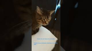 Chubbs the cat He has trained me to give commands he will actually listen to chubbs funny [upl. by Nahtaj]