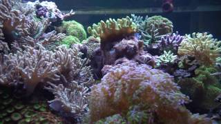 My 500 Gallon Reef Tank 700 gallon system Video Update 12517 [upl. by Friede]