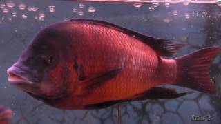 Petrochromis Red Bulu Points December 2016 [upl. by Owain245]