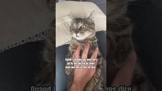 La vie est dure pour un chat d’appartement [upl. by Letch71]