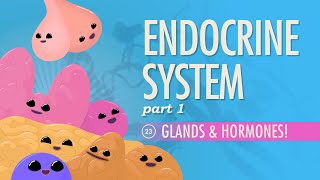 Endocrine System Part 1  Glands amp Hormones Crash Course Anatomy amp Physiology 23 [upl. by Guillaume876]