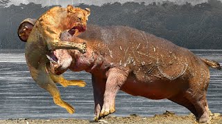 Angry Hippopotamus attacks Lion very hard Wild Animals Attack [upl. by Austine]