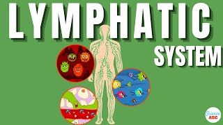 Lymphatic System Explained In Simple Words [upl. by Ainatit]