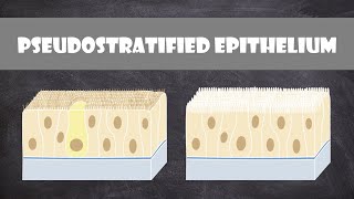 Pseudostratified Columnar Epithelium  Anatomy [upl. by Packton913]