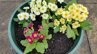 Planting primula polyanthus and primrose  spring  container flower gardening [upl. by Anilak]