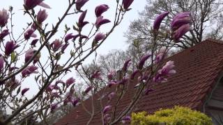 Magnolia liliiflora Susan [upl. by Waltner519]