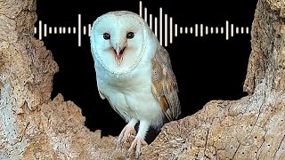 Barn Owl Sounds amp What Each Call Means  Discover Wildlife  Robert E Fuller [upl. by Renato98]