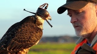 Hunting with a Passage Peregrine Falcon in South Carolina [upl. by Isayg290]