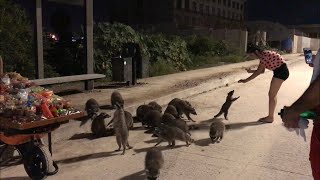 Mapaches en el Malecón de Mazatlán [upl. by Missi314]