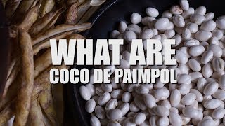 What Are Coco De Paimpol [upl. by Terpstra]