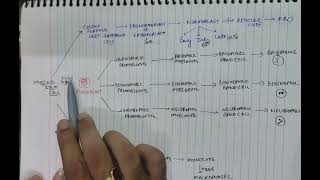 leukopoiesis and erythropoiesis  PATHOLOGY  GENERAL ANATOMY  PHYSIOLOGY  MBBS  SECOND YEAR [upl. by Chappie]