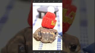 A tiny angry squeaking Frog  Super Cute Animals  BBC shorts [upl. by Bland]