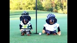 Crusoe the Dachshund Goes Golfing with His Brother Oakley [upl. by Leirua]