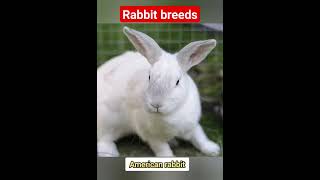 rabbit breeds part 4 [upl. by Aninnaig]