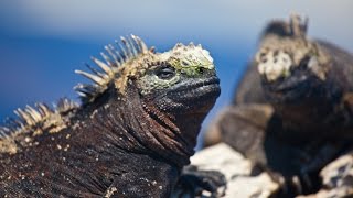 Leguan Galapagos Islands Marine iguanas [upl. by Alodie183]