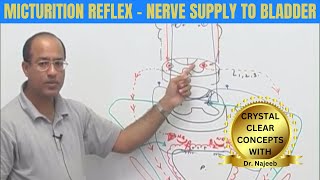 Micturition Reflex  Nerve Supply to Bladder  Micturition Cycle 👨‍⚕️ [upl. by Dorlisa]