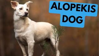 Alopekis Dog  TOP 10 Interesting Facts [upl. by Simona57]