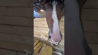 POV Snack time stud vs mare horse horselife graciescorner barn horsefan mare apple [upl. by Vaules]