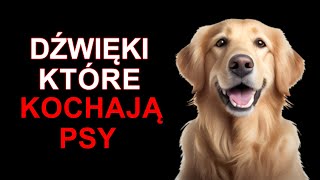 Dźwięki które kochają Psy [upl. by Shum]