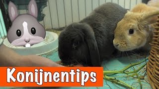 10 tips over KONIJNEN🐰  DierenpraatTV [upl. by Bello]