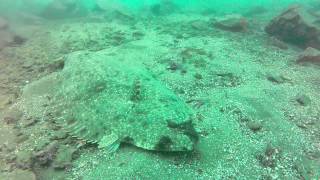 Pacific Halibut off Leo Carrillo [upl. by Hannazus]