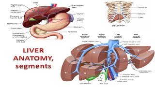 Liver Facts You Wont Believe [upl. by Swithbart]