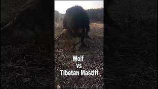 Tibatan Mastiff vs Wolf dog animals wolf viralvideo shortvideos trending shortsviral shorts [upl. by Apple]