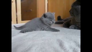 British Shorthair Cat and Kittens [upl. by Boyse17]