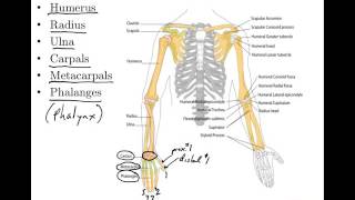 06 Appendicular Skeleton Anatomy and Physiology [upl. by Doone]