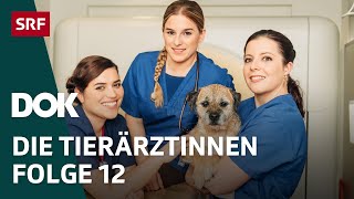 Junge Tierärztinnen und ihr Knochenjob – Die Bewährungsprobe  Folge 12  Doku  SRF Dok [upl. by Helen]