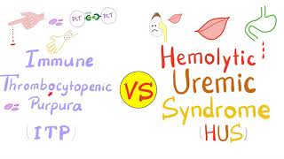 Immune Thrombocytopenia ITP vs Hemolytic Uremic Syndrome HUS [upl. by Nivlak91]