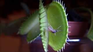 Venus flytrap closing its trap  one of the most impressive and fastest movement a plant is able to [upl. by Epuladaug]