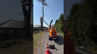 Wwwarboristasamcztreecuttingservice arborist cuttingskills treeworker work forst woodcutter [upl. by Lin]