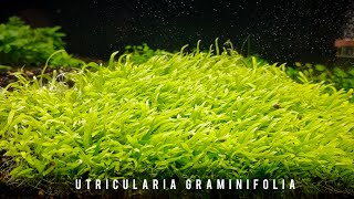 Utricularia Graminifolia [upl. by Abisia56]