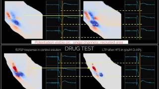 LTP experiment with highresolution MEA [upl. by Matta66]