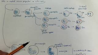 0804Granulopoiesis and monopoiesis [upl. by Akimehs]