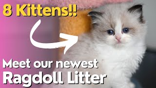 Meet 8 Baby Ragdoll Kittens 😻 Cute Little Kittens Playing with Mother Cat [upl. by Ennyrb]