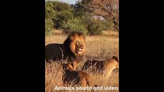 african lion roar [upl. by Lashoh]