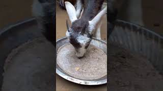 baby Goat Show 18M 🔥 shorts short trending  goat animalbabynew [upl. by Finah]