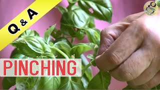 WHAT IS PINCHING IN GARDENING  Pinching for Plants  Benefits  How to Make Plant Bushy [upl. by Yazbak]