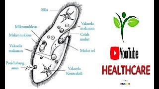 Paramecium In movement under microscope  Parasite  Stool r e  by Youtube Healthcare [upl. by Alleunamme883]