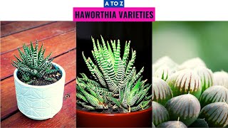 Haworthia Varieties A to Z [upl. by Yaf]