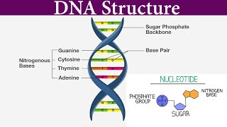 Structure and Function Of DNA I DNA structure class 12 I Scientech Biology I Model of DNA [upl. by Malissia]