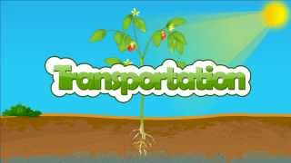 Transportation in plant  xylem and phloem  How are water and minerals transported in plants [upl. by Essyla391]