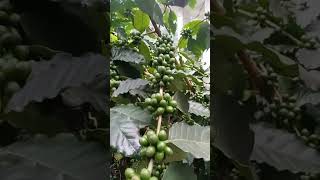 coffee plantsriverland dudhia market sale [upl. by Hazlip720]