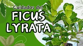 Cuidados del Ficus Lyrata en maceta Aprende a cultivar esta hermosa planta como un experto [upl. by Godwin]