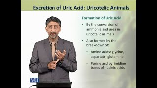 Excretion of Uric Acid Uricotelic Animals  Animal Physiology amp Behavior Theory  ZOO502TTopic190 [upl. by Victorine]