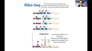 Ribosome footprinting aka profiling aka Riboseq amp polysome profiling  an overview amp comparison [upl. by Enajiram]